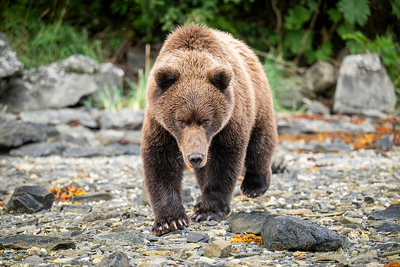 Bears-10