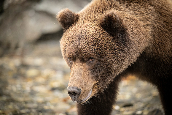 Bears-11