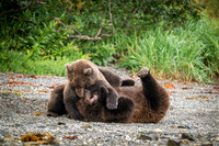 Bears-8
