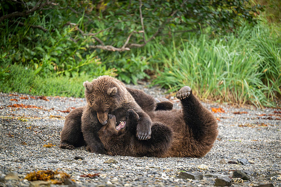 Bears-8