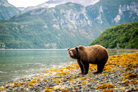Bears-13