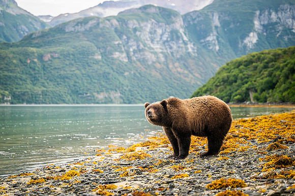 Bears-13