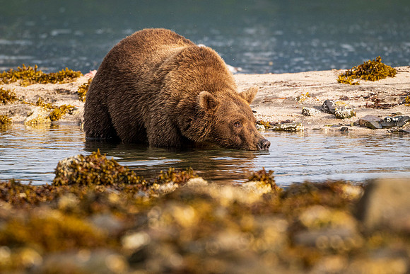 Bears-19