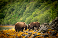 Bears-14