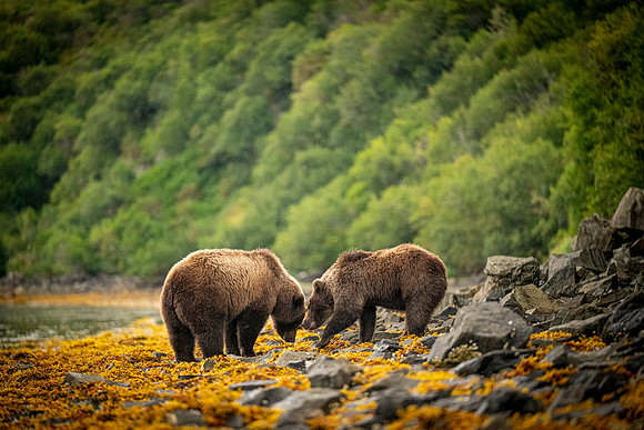 Bears-14