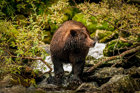 BearFrame