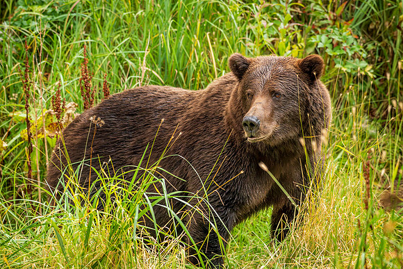 Bears-46