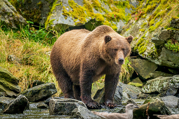 Bears-43