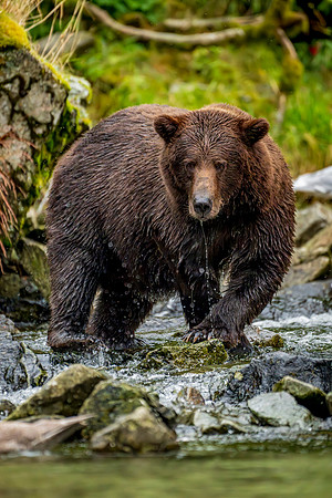 Bears-51