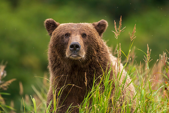 Bears-42