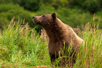Bears-38