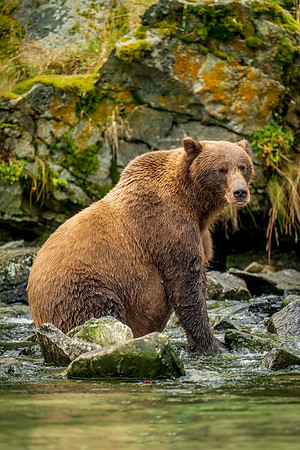 Bears-45