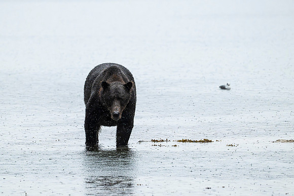 Bears-61