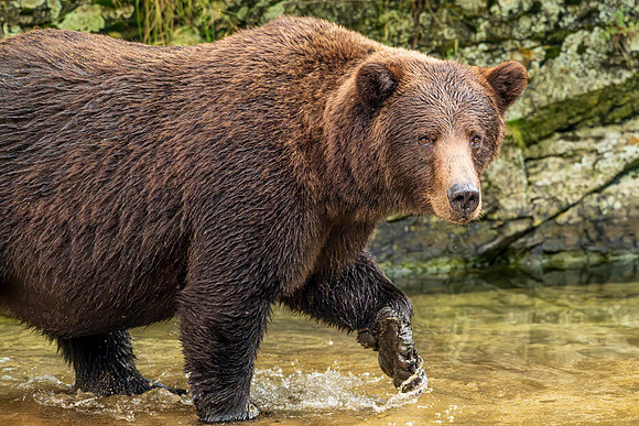 Bears-47
