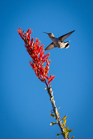 Hummers-4