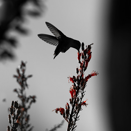 Hummers-8