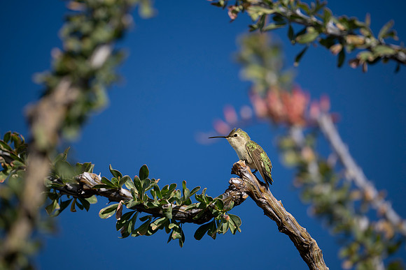 Hummers-5
