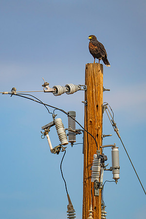 hawk-tua
