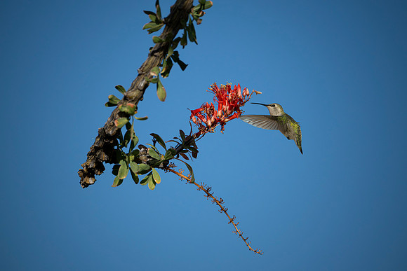 Hummers-6