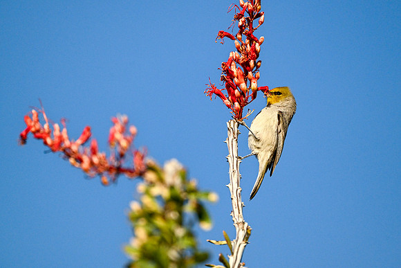 Birds-10