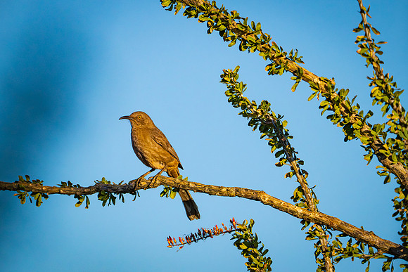 Birds-4