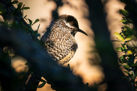 Birds-5