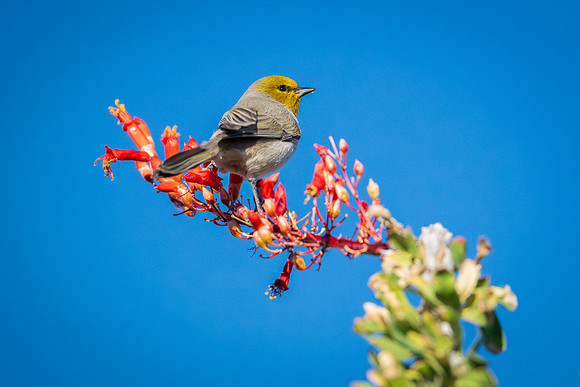 Birds-6