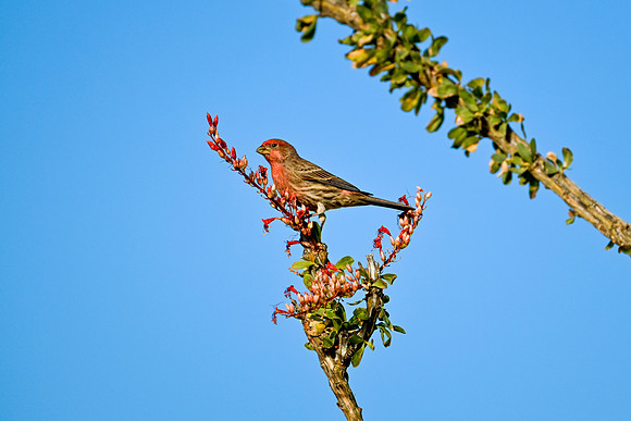 Birds-12