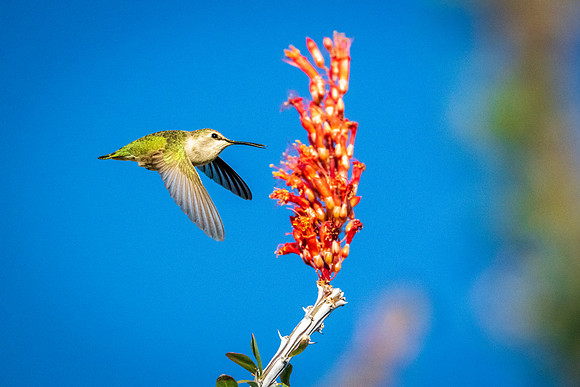 Birds-3