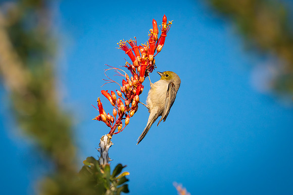 Birds-2