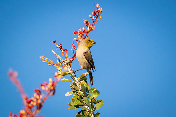 Birds