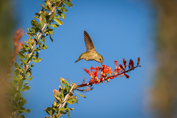Birds-8
