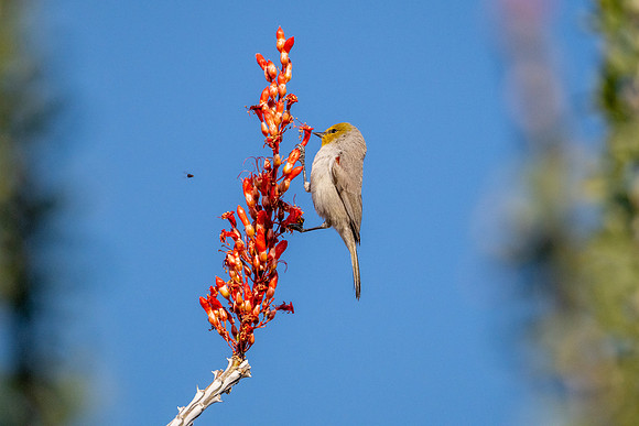 Birds-9