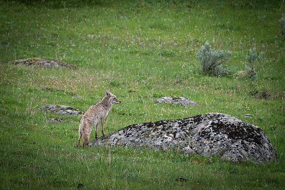 Coyote-2