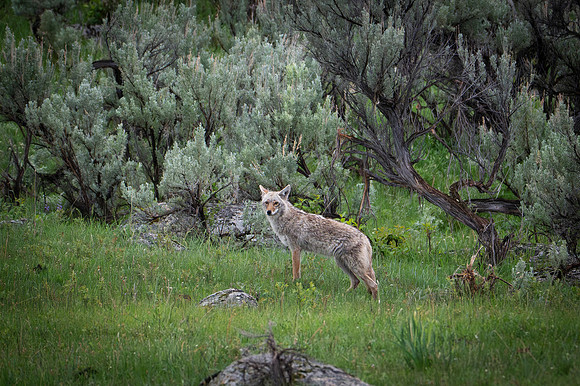 Coyote