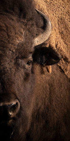 Bison