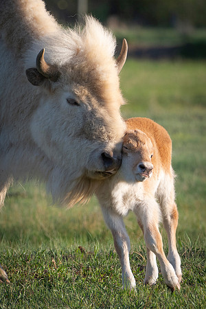 Bison-2