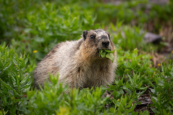 Marmot-3