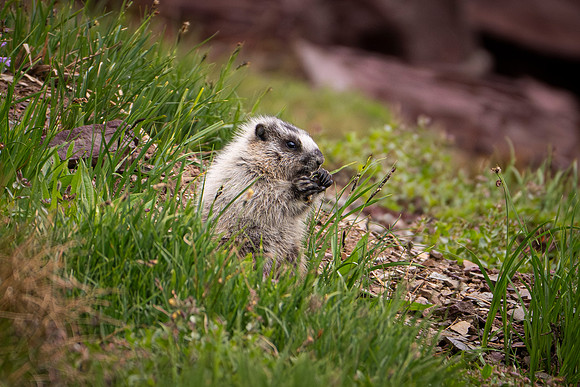 Marmot-2