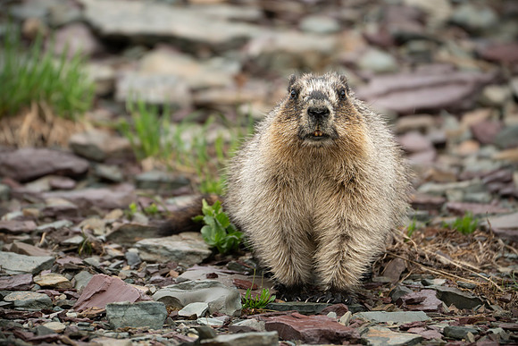 Marmot-4