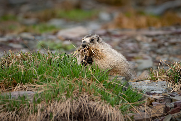Marmot