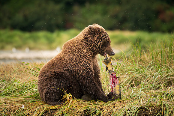 NewBears-3