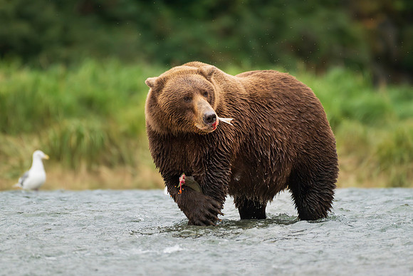NewBears-4