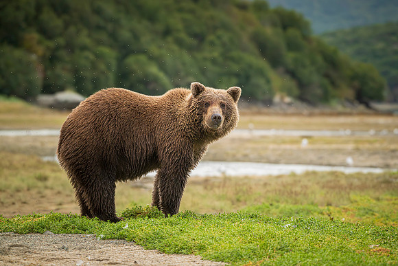 NewBears-2