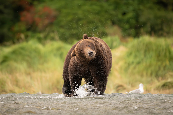 NewBears-5