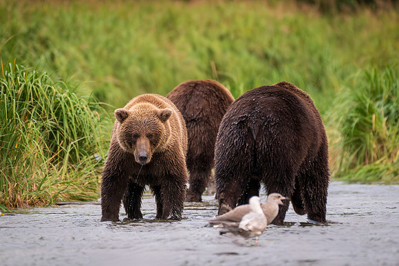 NewBears-7