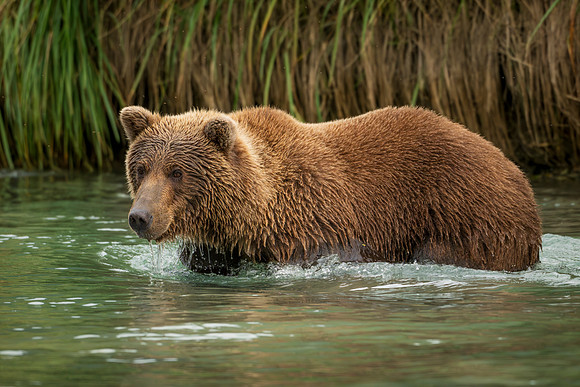 NewBears-6