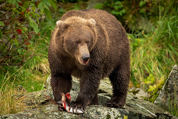 NewBears-8