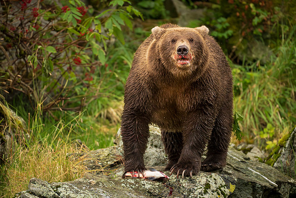 NewBears-10