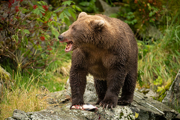 NewBears-9